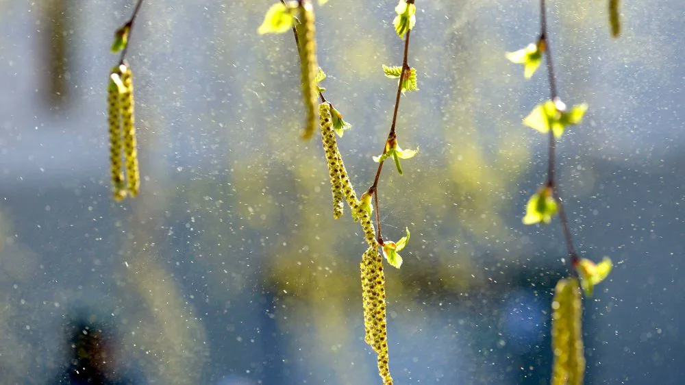 branches