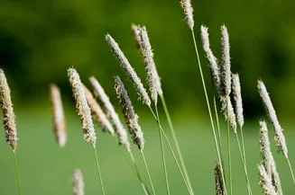 grassinfield