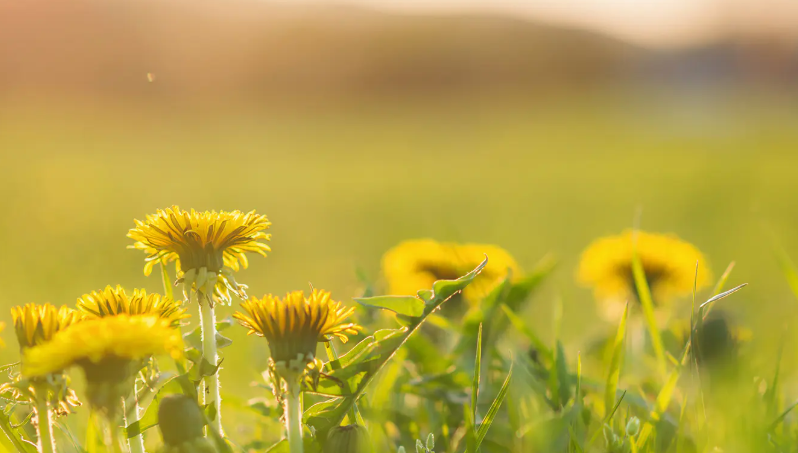 sunflower-banner