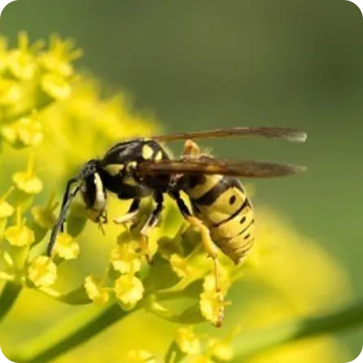 bee-square